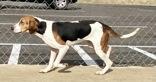 Enlarge Daisy, an adopted Coonhound in Glasgow, KY image 4/4