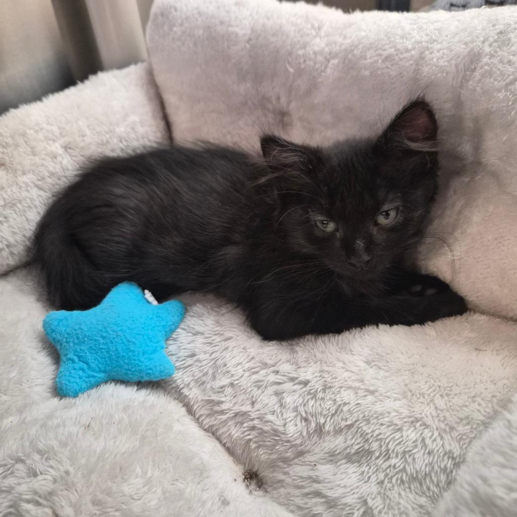 Enlarge Squirrel, a Adoptable Domestic Long Hair in Riverside, CA image 1/6