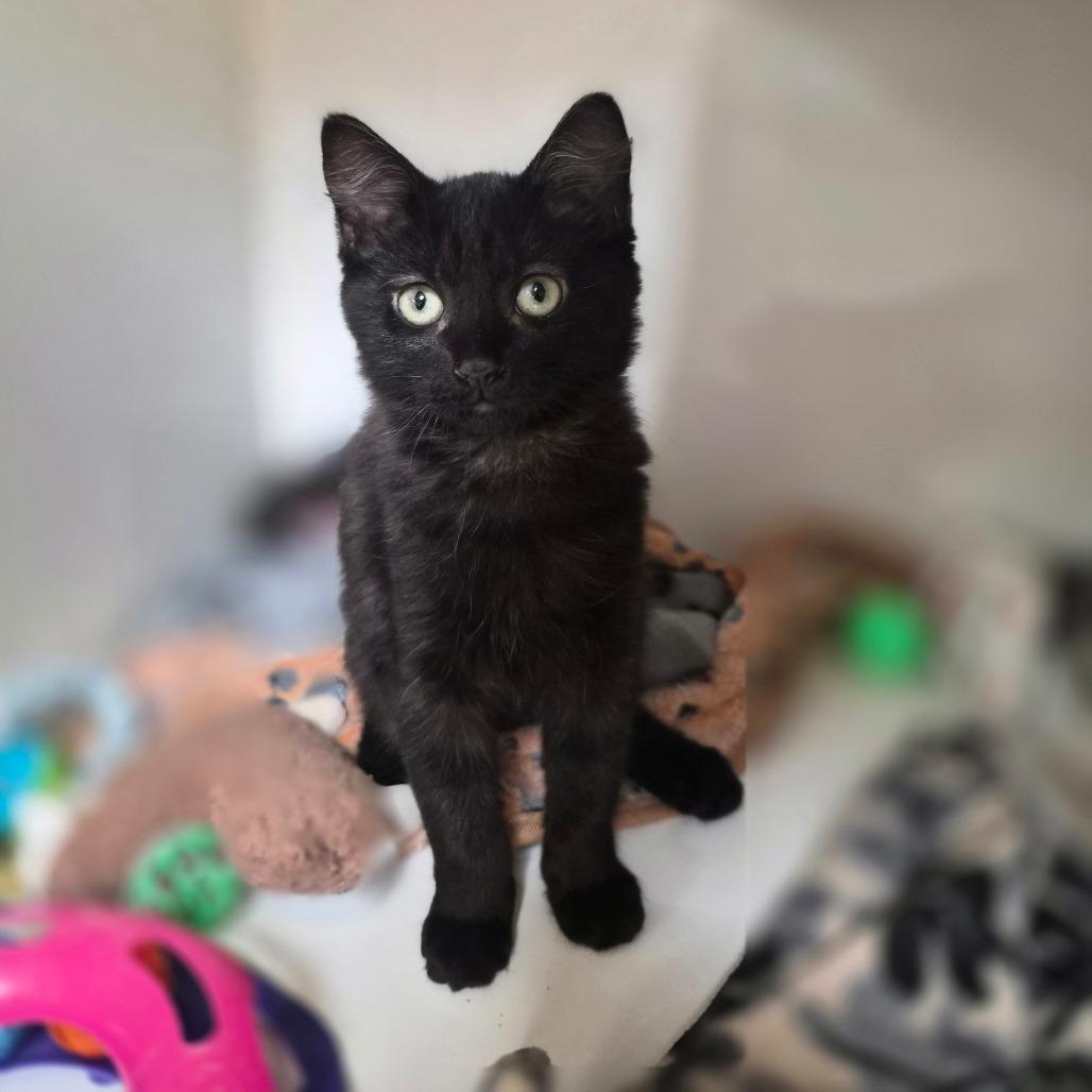 Enlarge Squirrel, a Adoptable Domestic Long Hair in Riverside, CA image 2/6