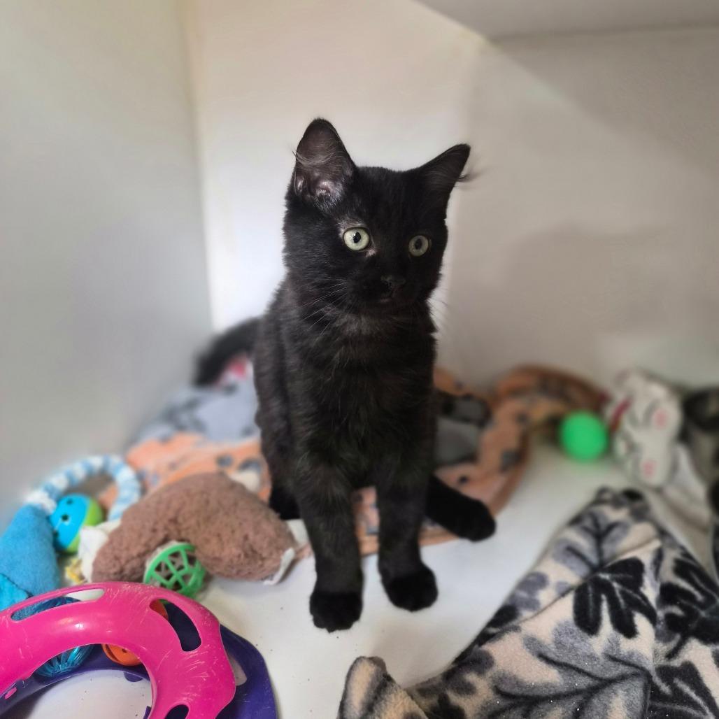 Enlarge Squirrel, a Adoptable Domestic Long Hair in Riverside, CA image 4/6