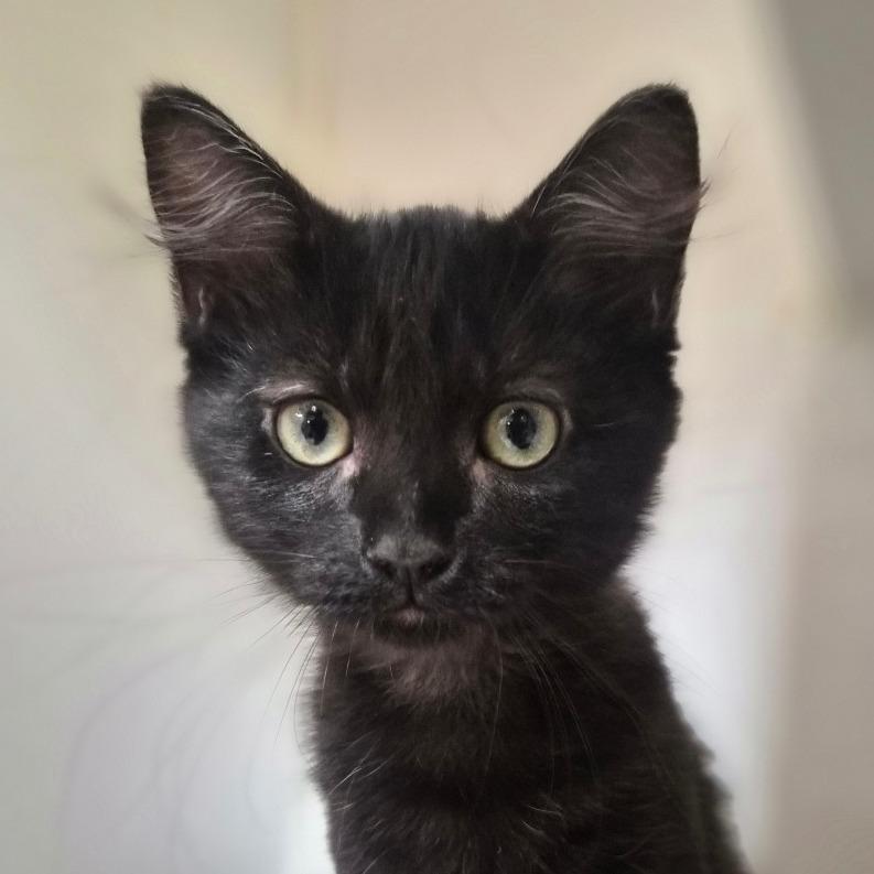 Enlarge Squirrel, a Adoptable Domestic Long Hair in Riverside, CA image 5/6
