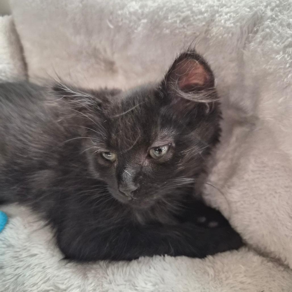 Enlarge Squirrel, a Adoptable Domestic Long Hair in Riverside, CA image 6/6