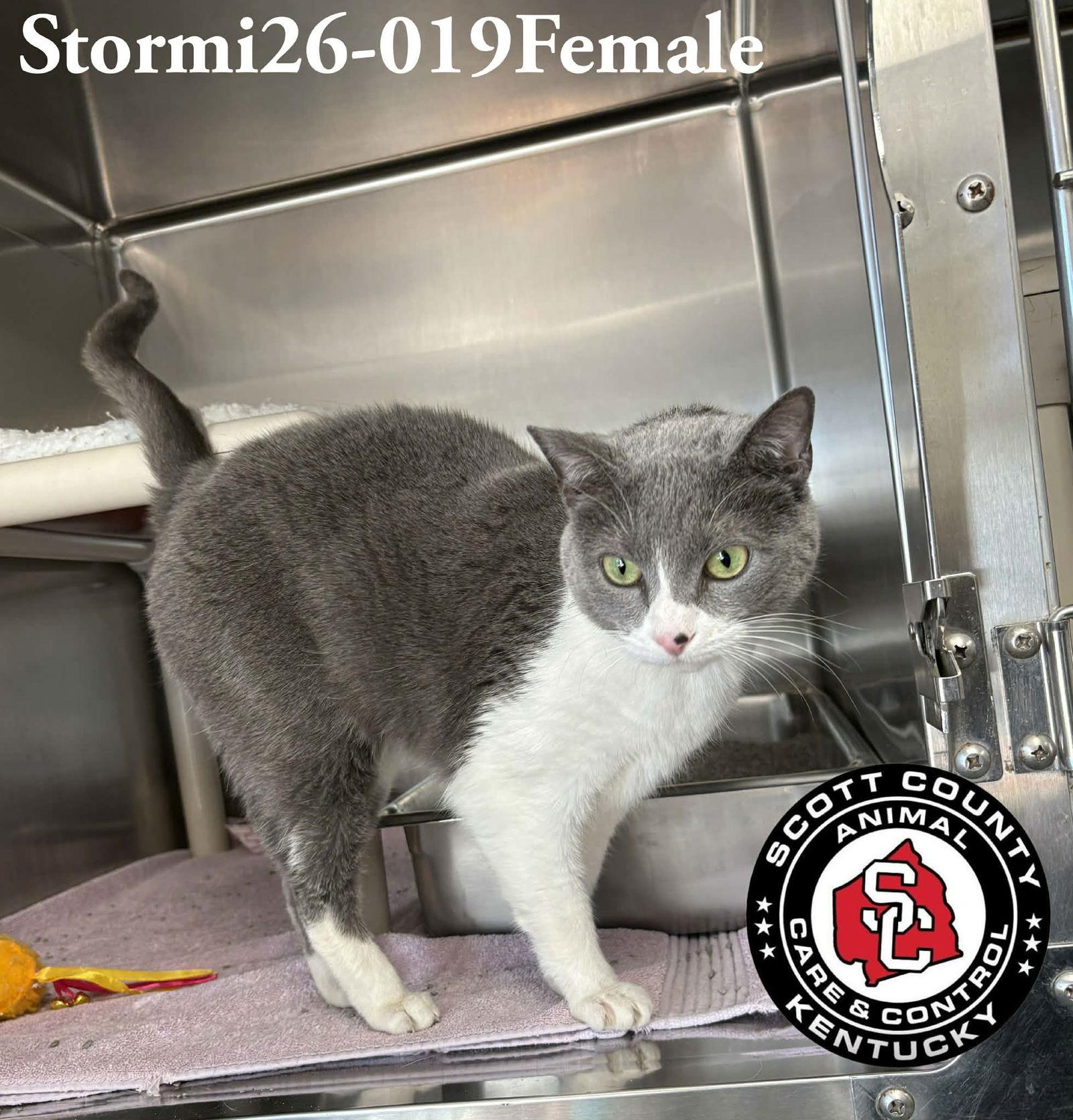 Stormi, Adoptable, Adult Female Domestic Short Hair.