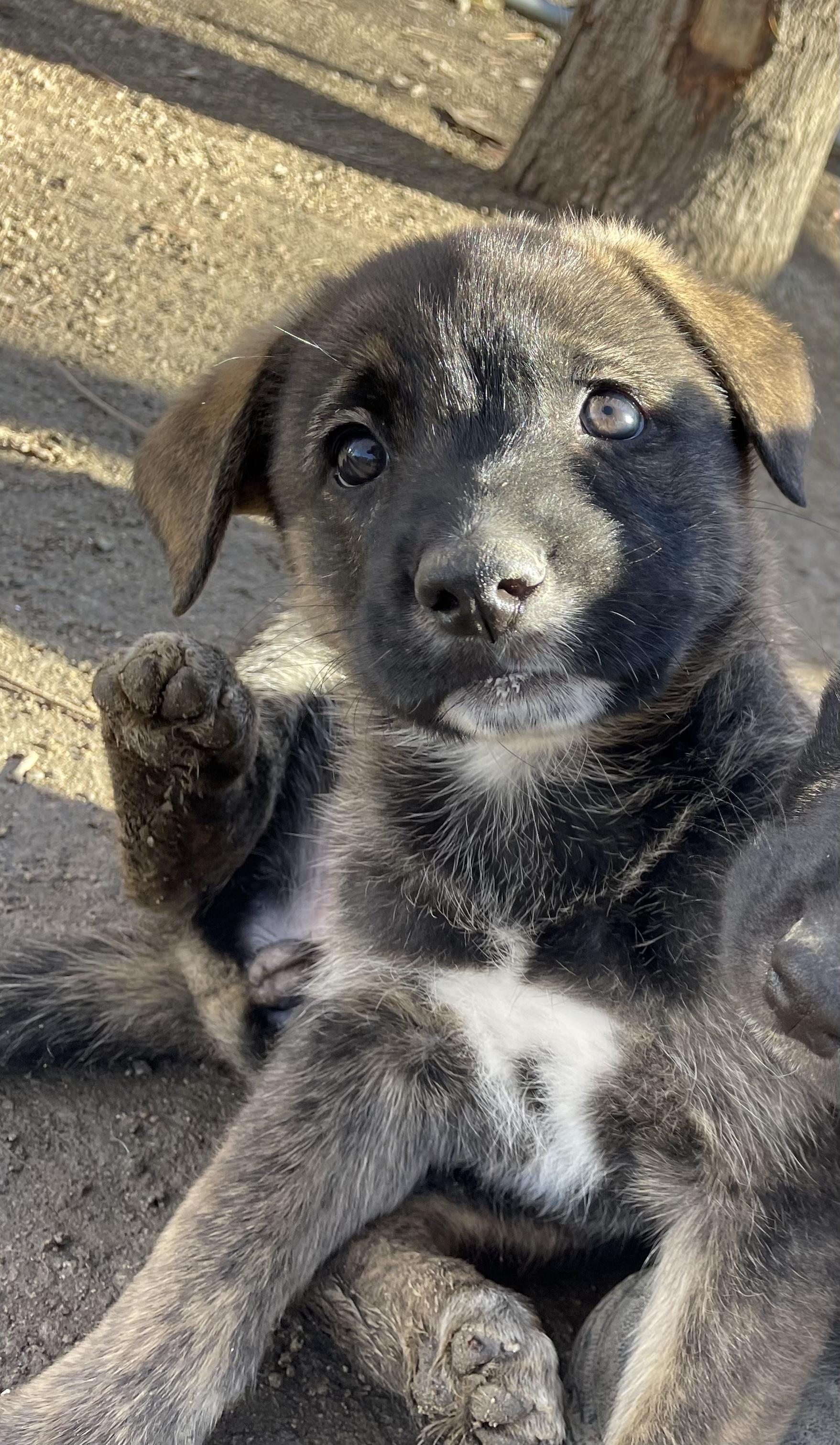 Sister, Adopted, Adult Female German Shepherd Dog & Bullmastiff.