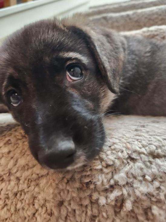 Enlarge Sister, a Adopted mixed breed in Central Point, OR image 5/6