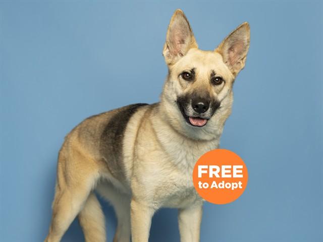 Enlarge KENZIE, a Adoptable German Shepherd Dog in Phoenix, AZ image 1/1