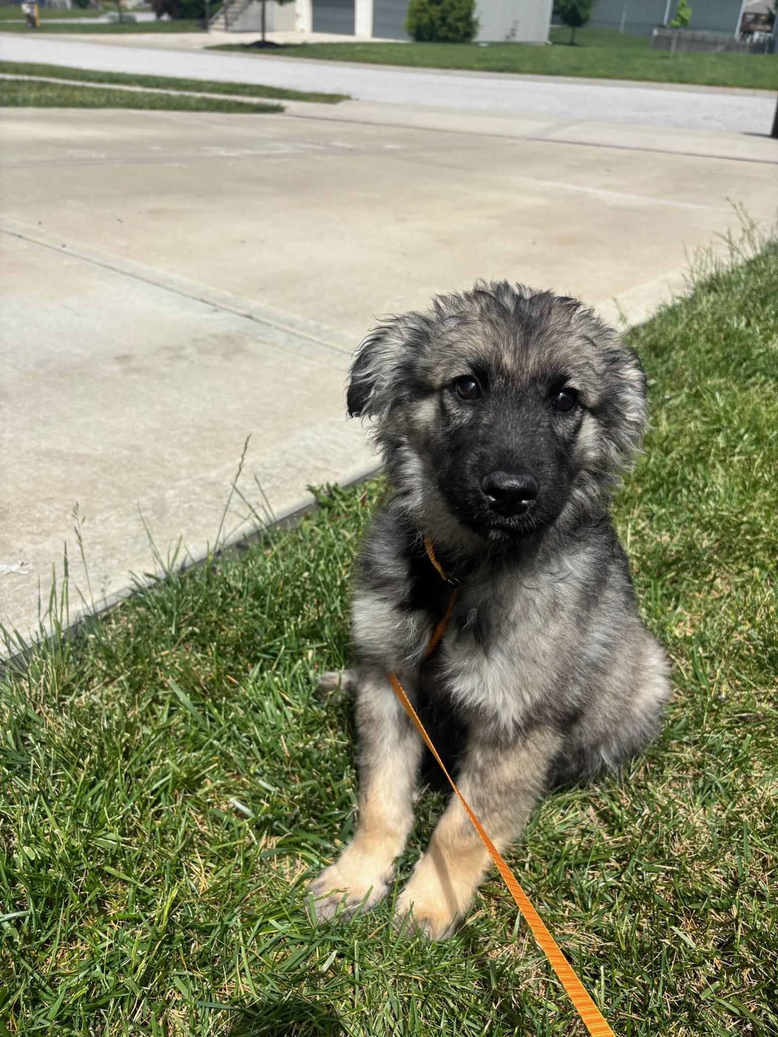 Vector, an adopted mixed breed in Blue Springs, MO image 1/3