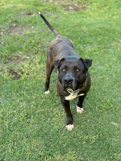 Tennessee, Adoptable, Adult Male Mixed Breed & Mixed Breed.