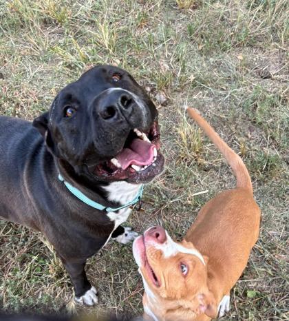 Tennessee, a Adoptable Mixed Breed in Fort Worth, TX image 3/3