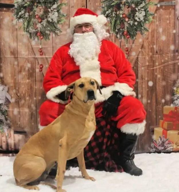 Enlarge Dolly, a Adoptable mixed breed in Westminster, MD image 1/3