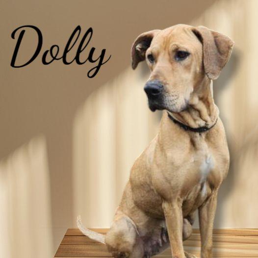 Enlarge Dolly, a Adoptable mixed breed in Westminster, MD image 2/3