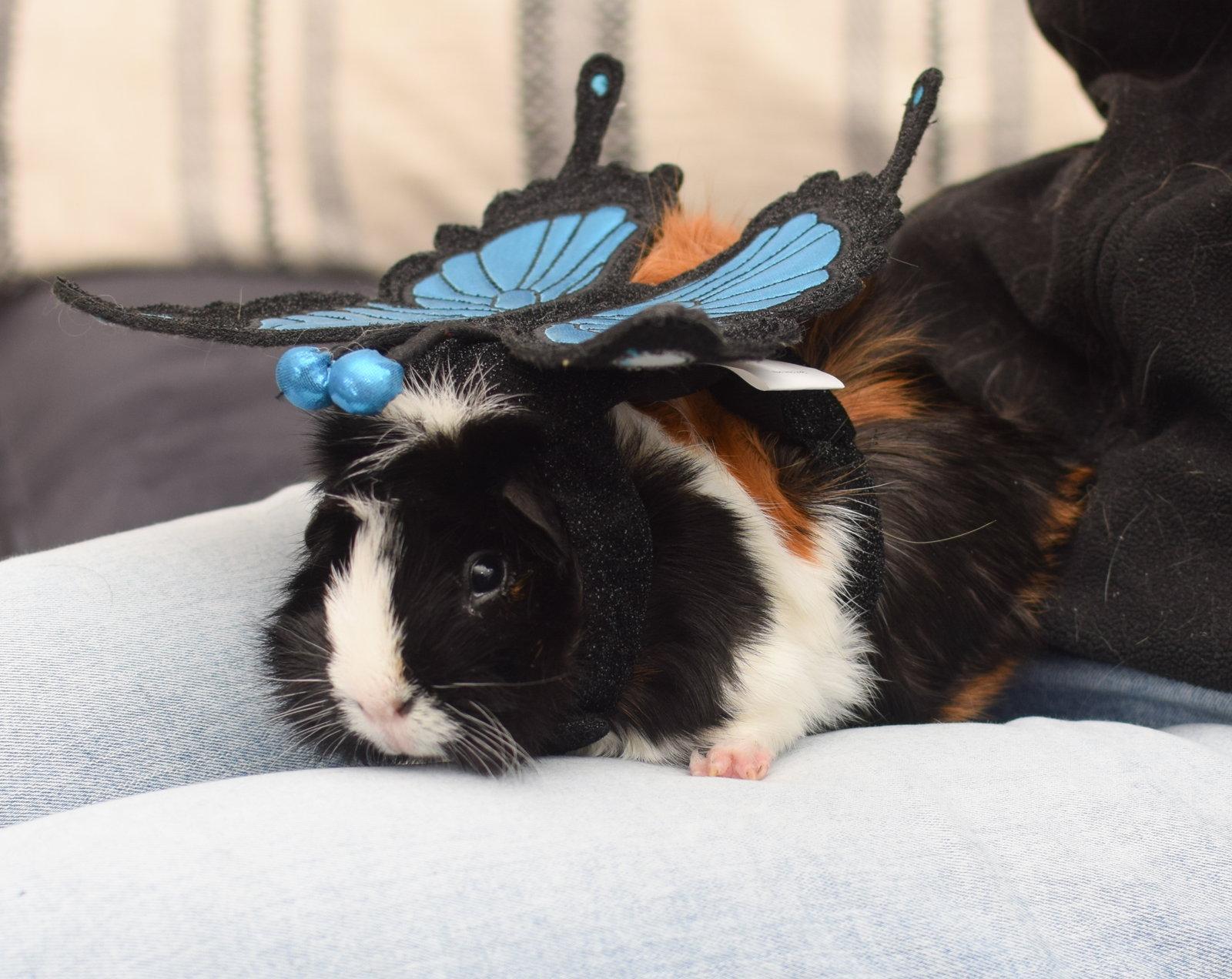 Pandora & Demeter, Adoptable, Young Female Guinea Pig.