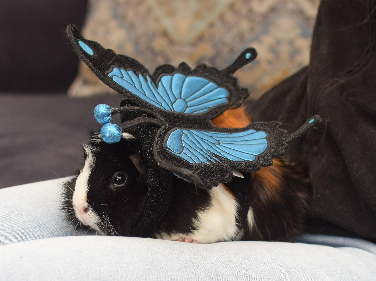 Enlarge Pandora & Demeter, a Adoptable Guinea Pig in Hockessin, DE image 2/3