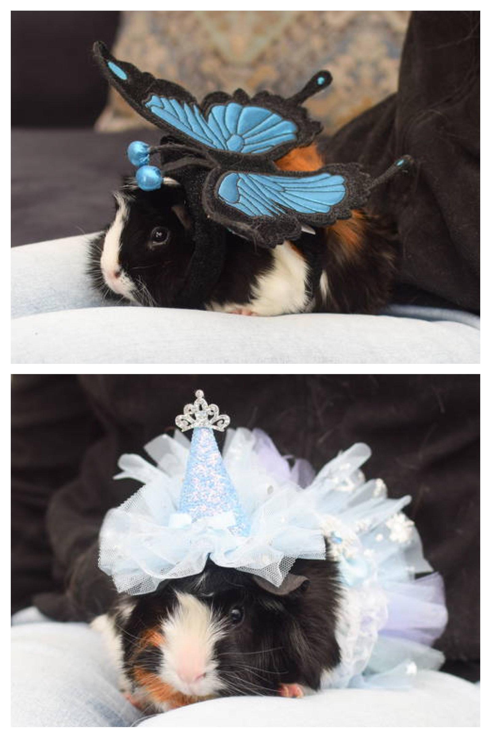 Enlarge Pandora & Demeter, a Adoptable Guinea Pig in Hockessin, DE image 3/3