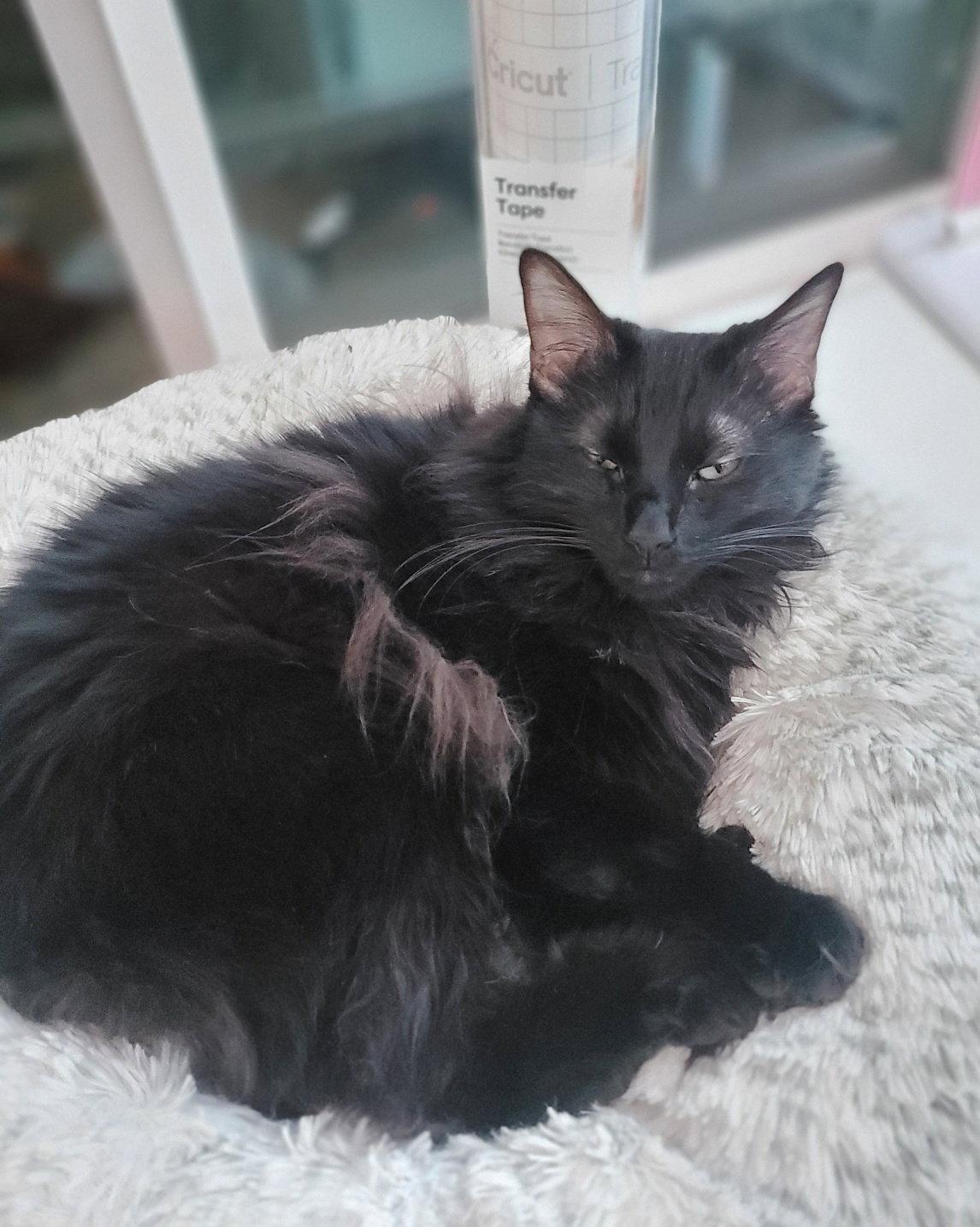 JASPER #1956 - Offered by Owner - Angora, Adoptable, Adult Male Turkish Angora.