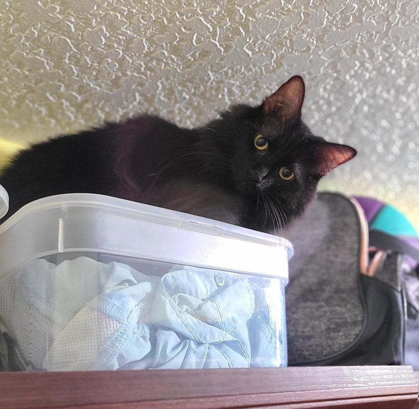 JASPER #1956 - Offered by Owner - Angora, a Adoptable Turkish Angora in Hillsboro, OR image 2/3