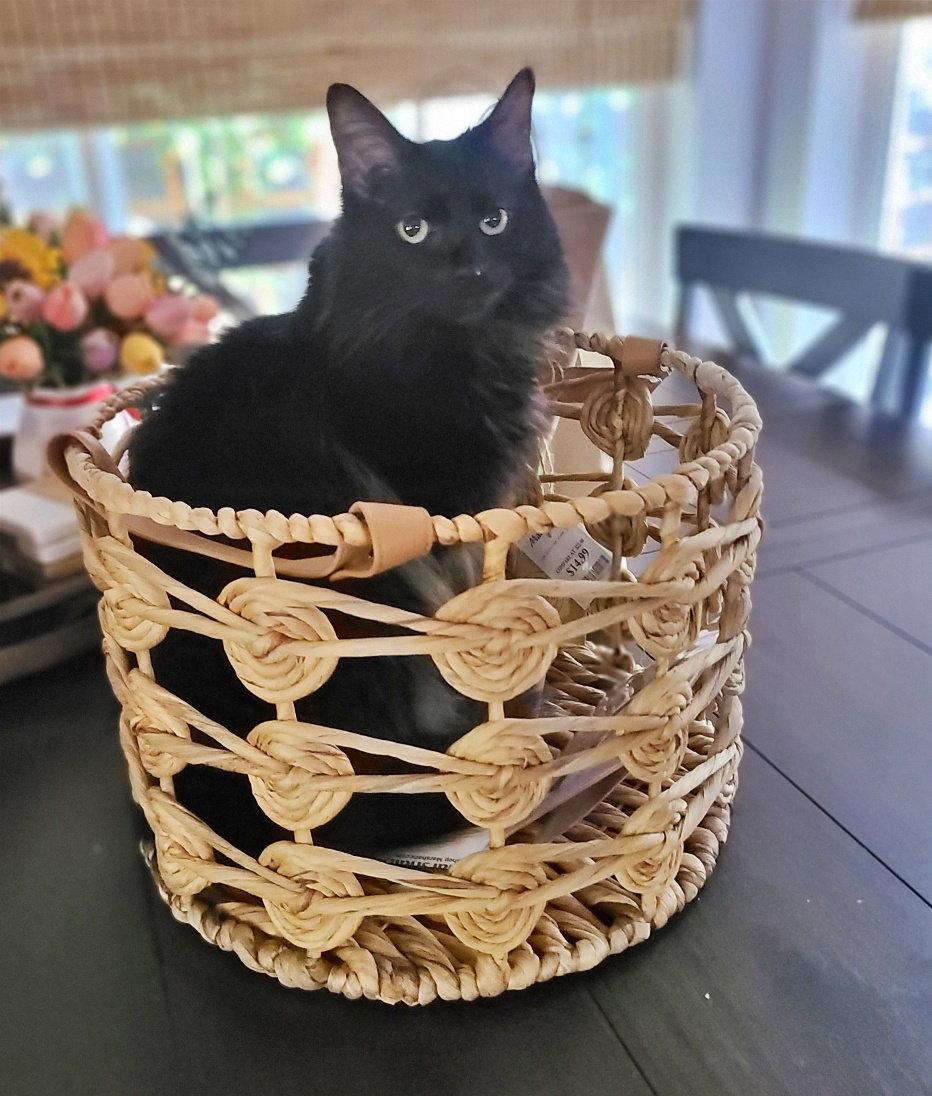 JASPER #1956 - Offered by Owner - Angora, a Adoptable Turkish Angora in Hillsboro, OR image 3/3