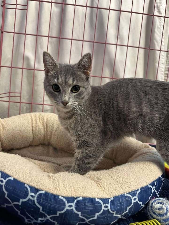 Enlarge Baby, a Adoptable mixed breed in Woodbridge, VA image 1/2