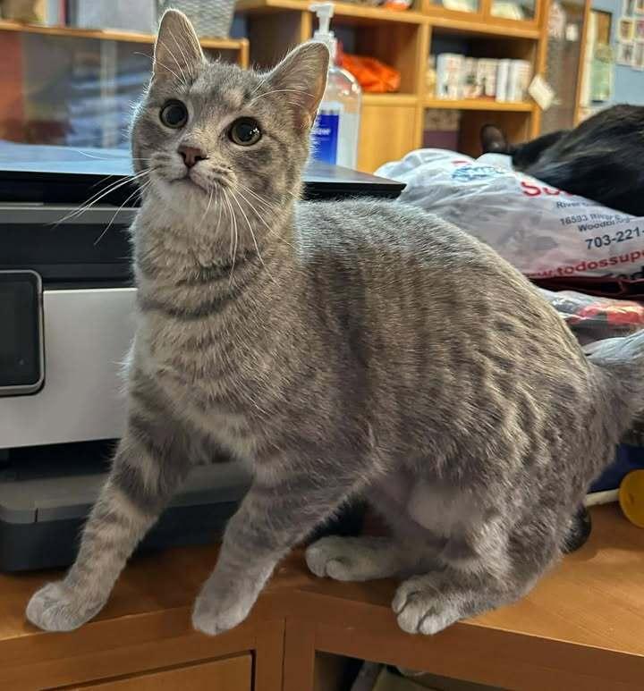 Enlarge Baby, a Adoptable mixed breed in Woodbridge, VA image 2/2