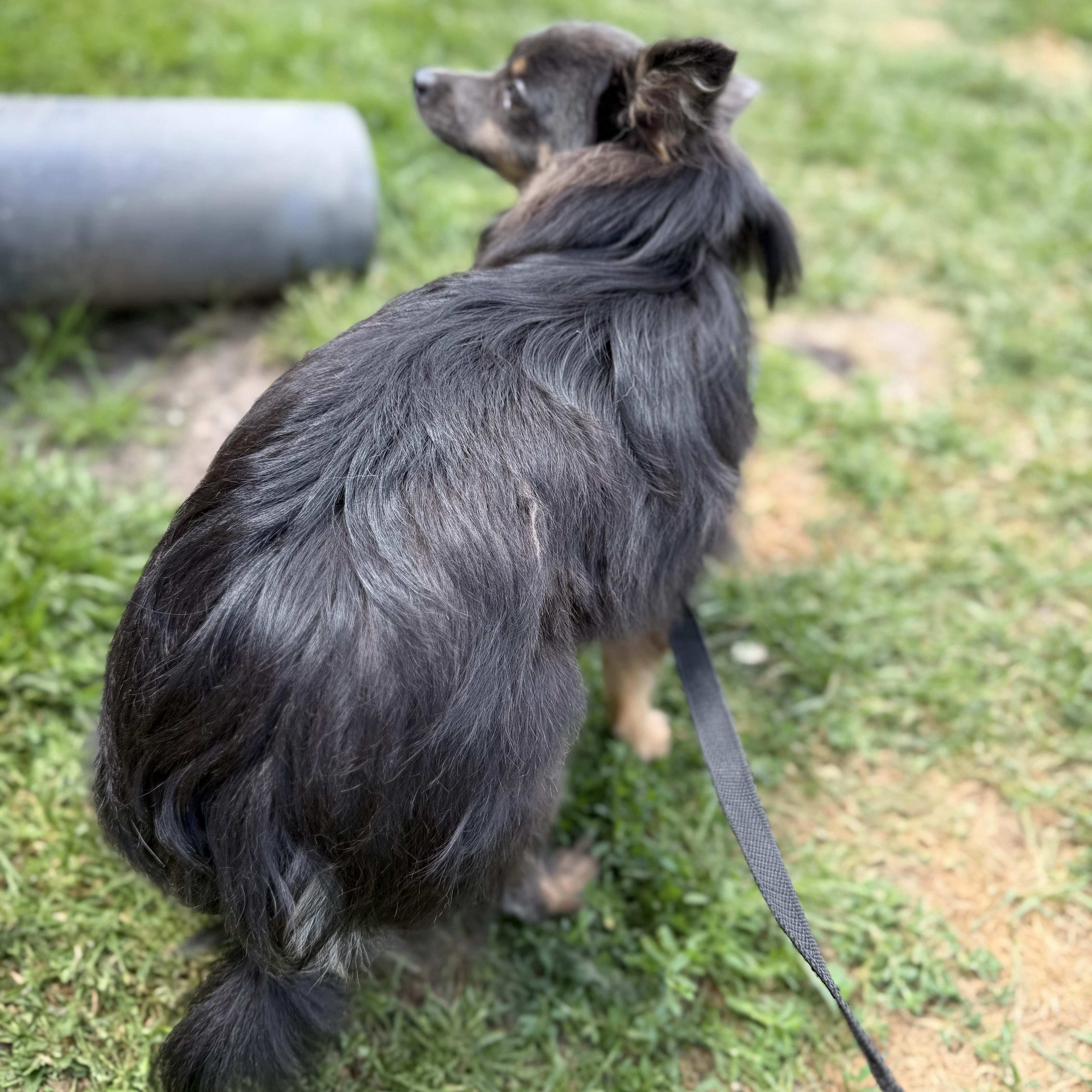 Flo, a ADOPTABLE mixed breed in Alma, MI image 3/3