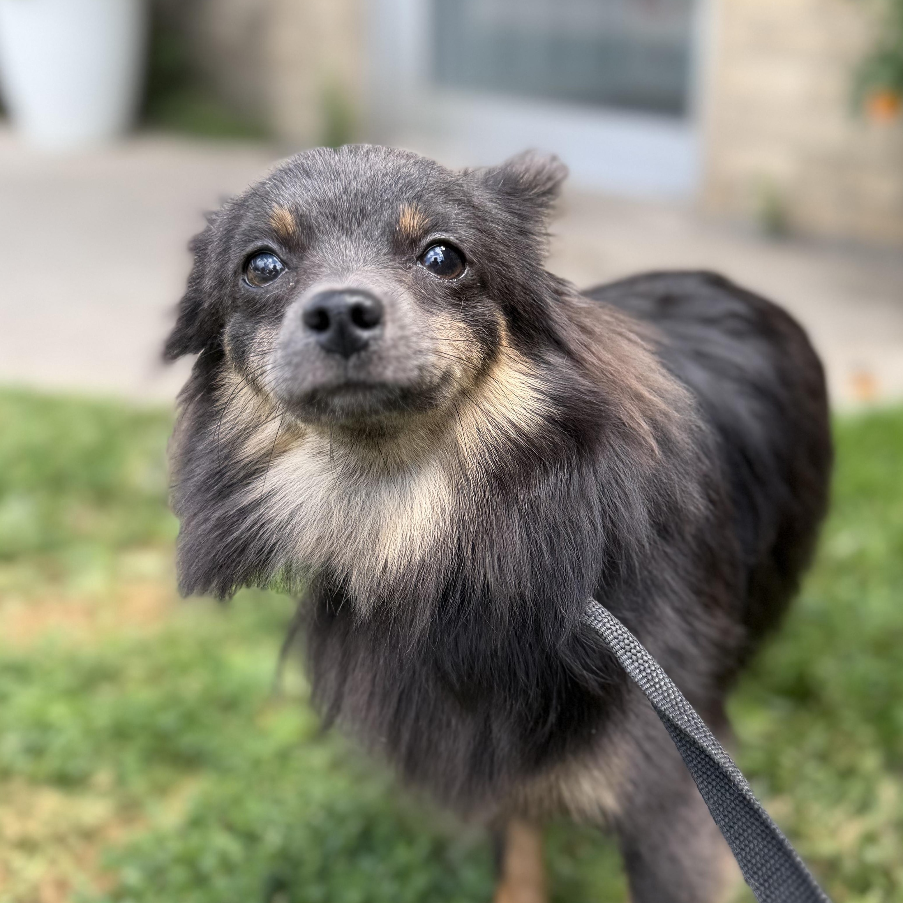 Flo, ADOPTABLE, Young Female Pomeranian.