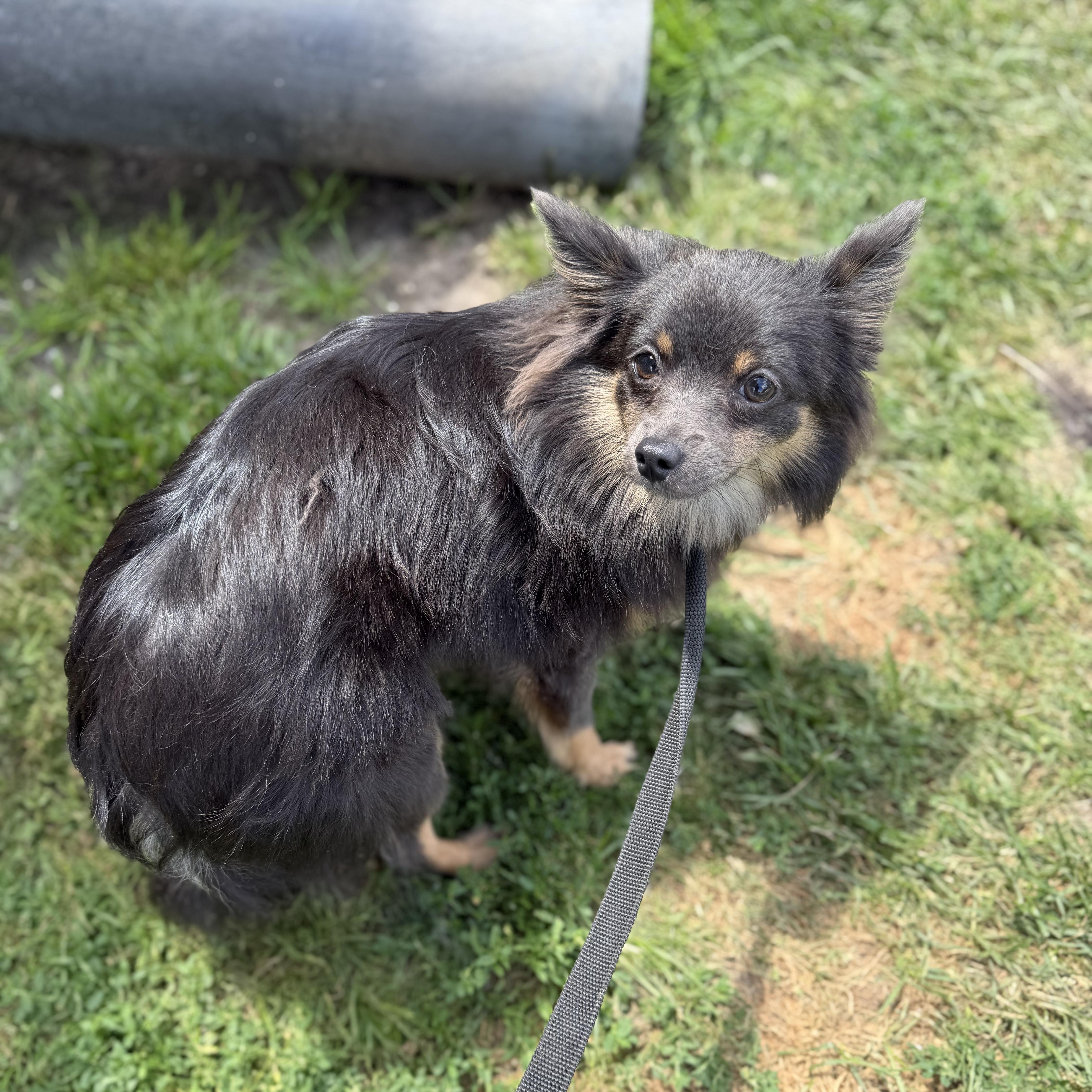 Flo, a ADOPTABLE mixed breed in Alma, MI image 2/3