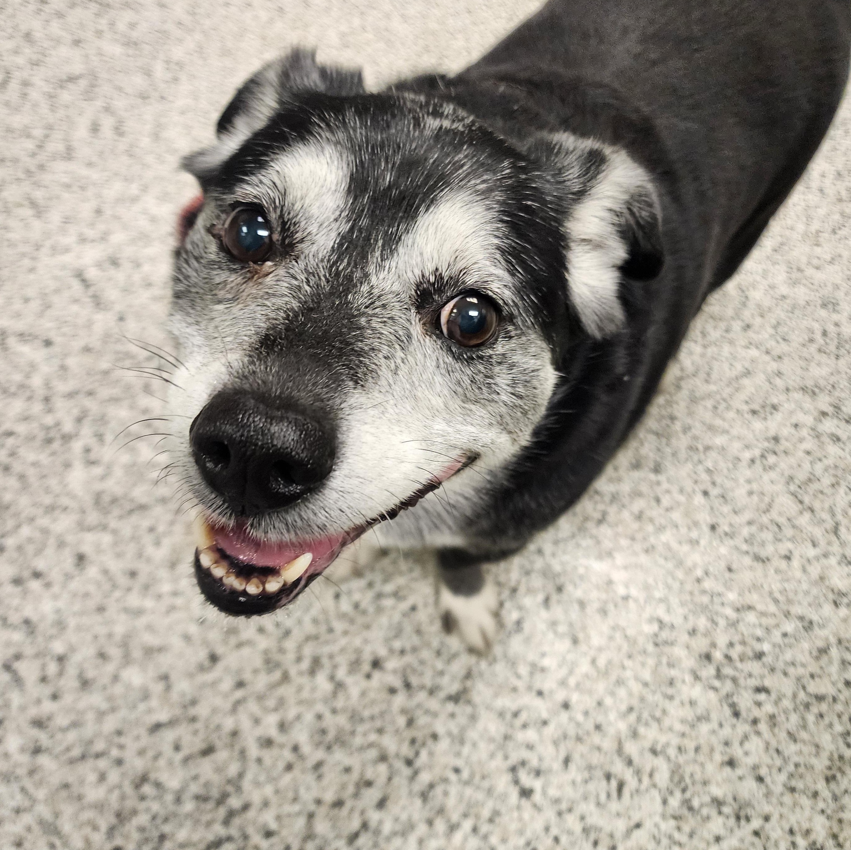 Enlarge Lucky, a ADOPTABLE mixed breed in Liberty, MO image 2/2