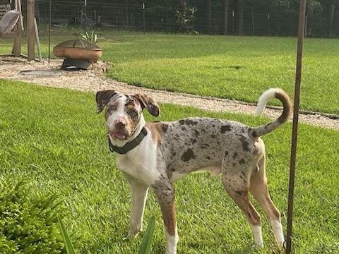 Enlarge Courtesy - Banjo, a ADOPTABLE Catahoula Leopard Dog in Mobile, AL image 1/2