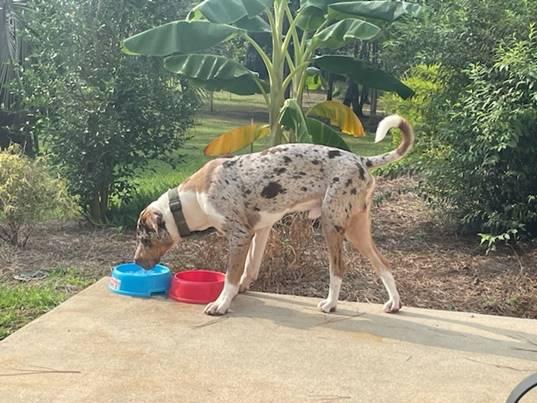 Enlarge Courtesy - Banjo, a ADOPTABLE Catahoula Leopard Dog in Mobile, AL image 2/2