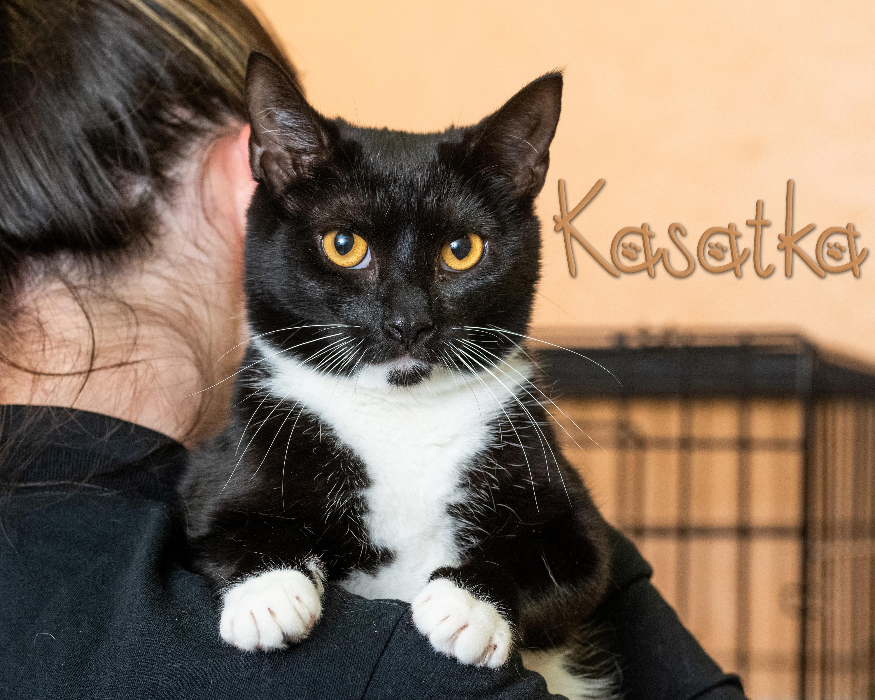 Kasatka, Adoptable, Young Female Domestic Short Hair.