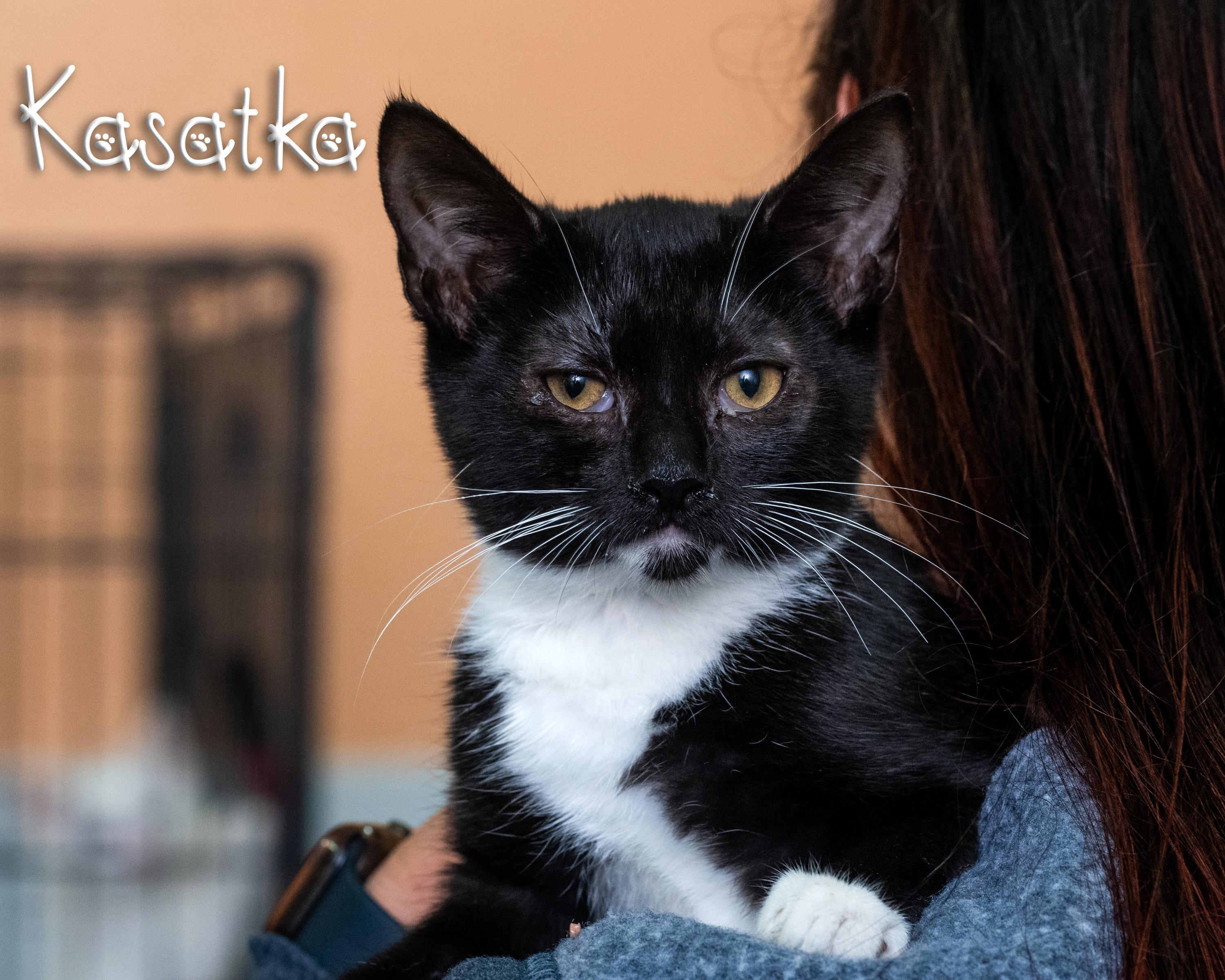 Kasatka, Adoptable, Young Female Domestic Short Hair.