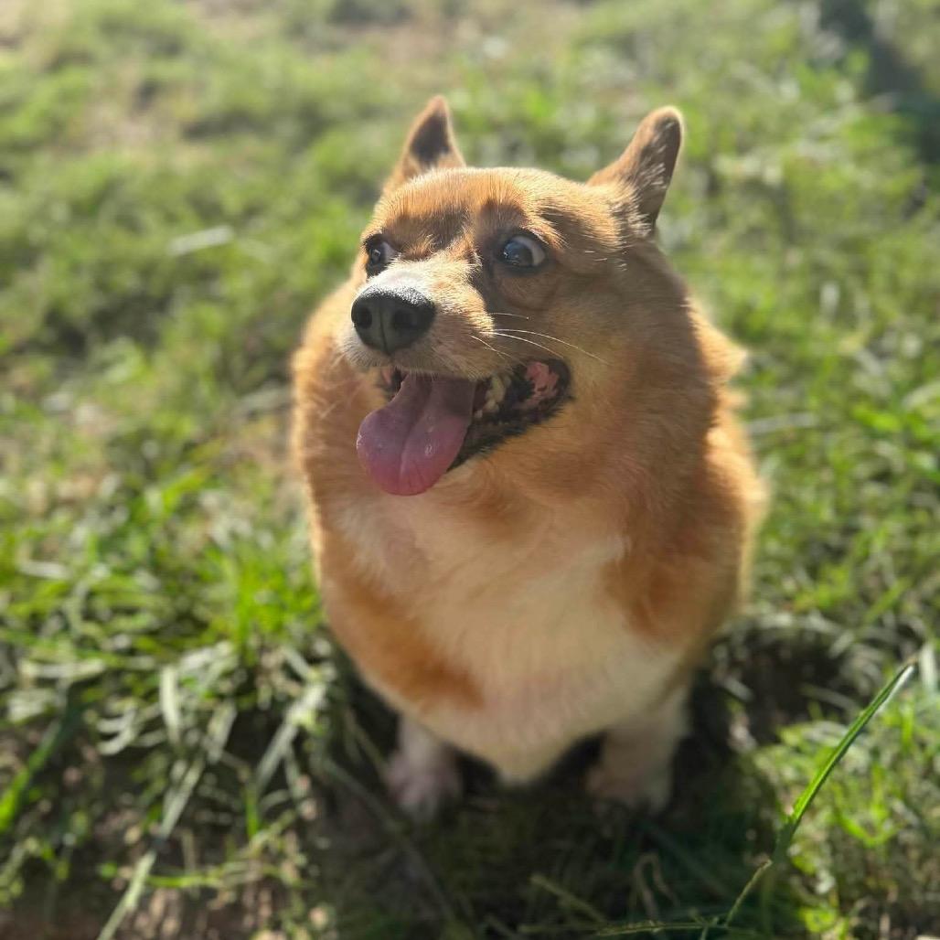 Baroness Von Hashbrown  thumbnail 3