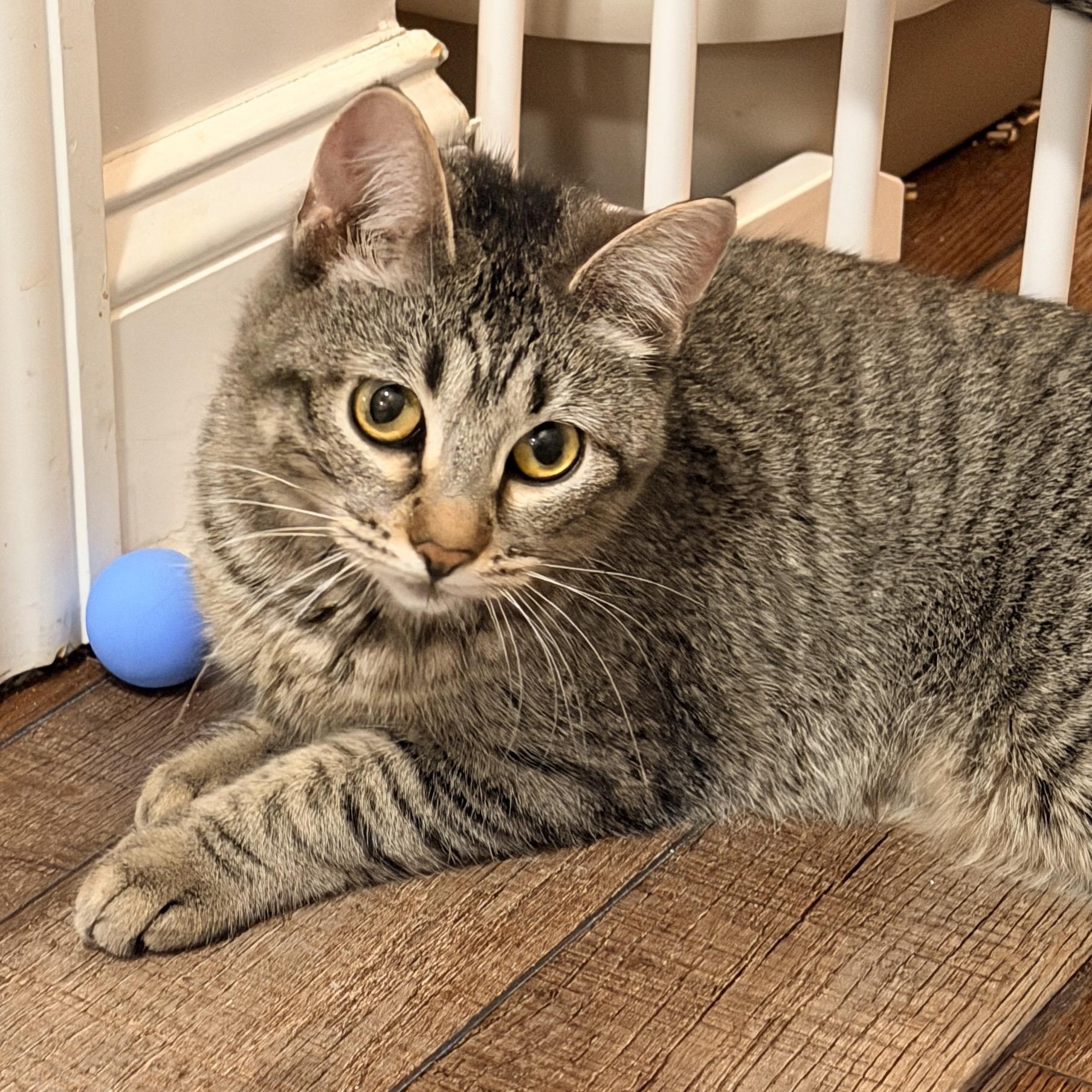 Eggs, a Adoptable Domestic Short Hair in Nashville, TN image 4/5