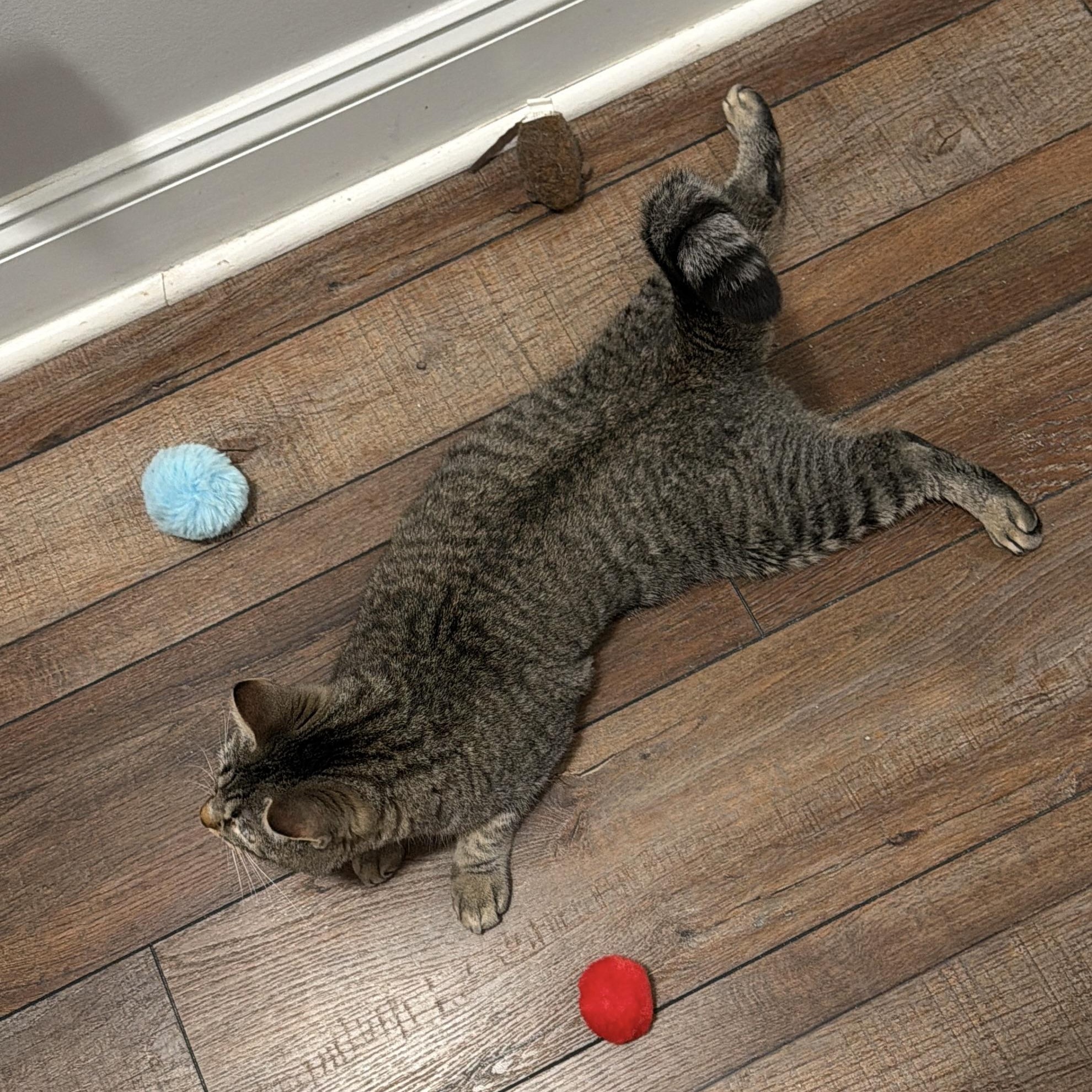 Eggs, a Adoptable Domestic Short Hair in Nashville, TN image 3/5