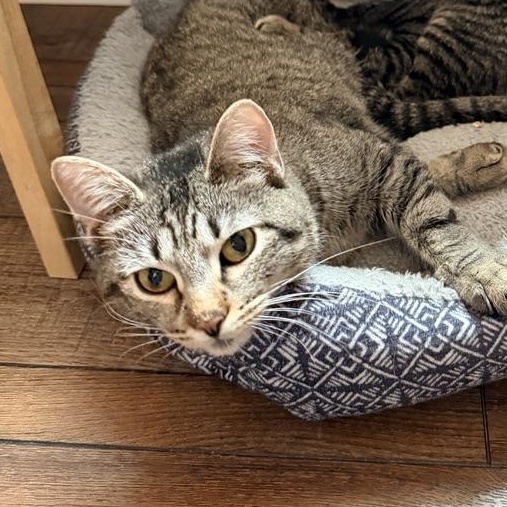 Eggs, a Adoptable Domestic Short Hair in Nashville, TN image 2/5