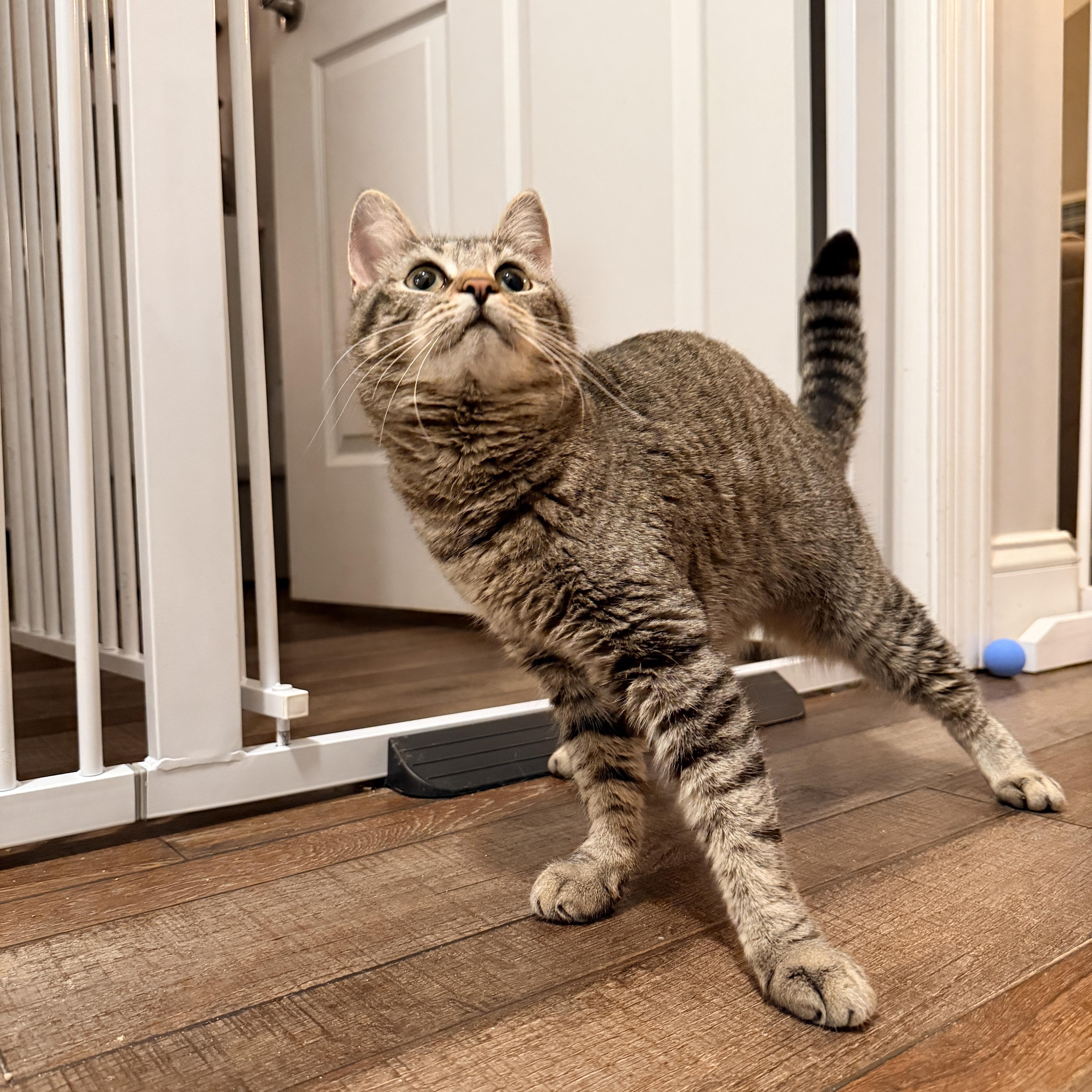 Eggs, Adoptable, Young Female Domestic Short Hair.