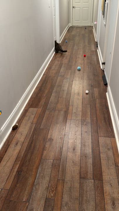 Enlarge Eggs, a Adoptable Domestic Short Hair in Nashville, TN video 5/5