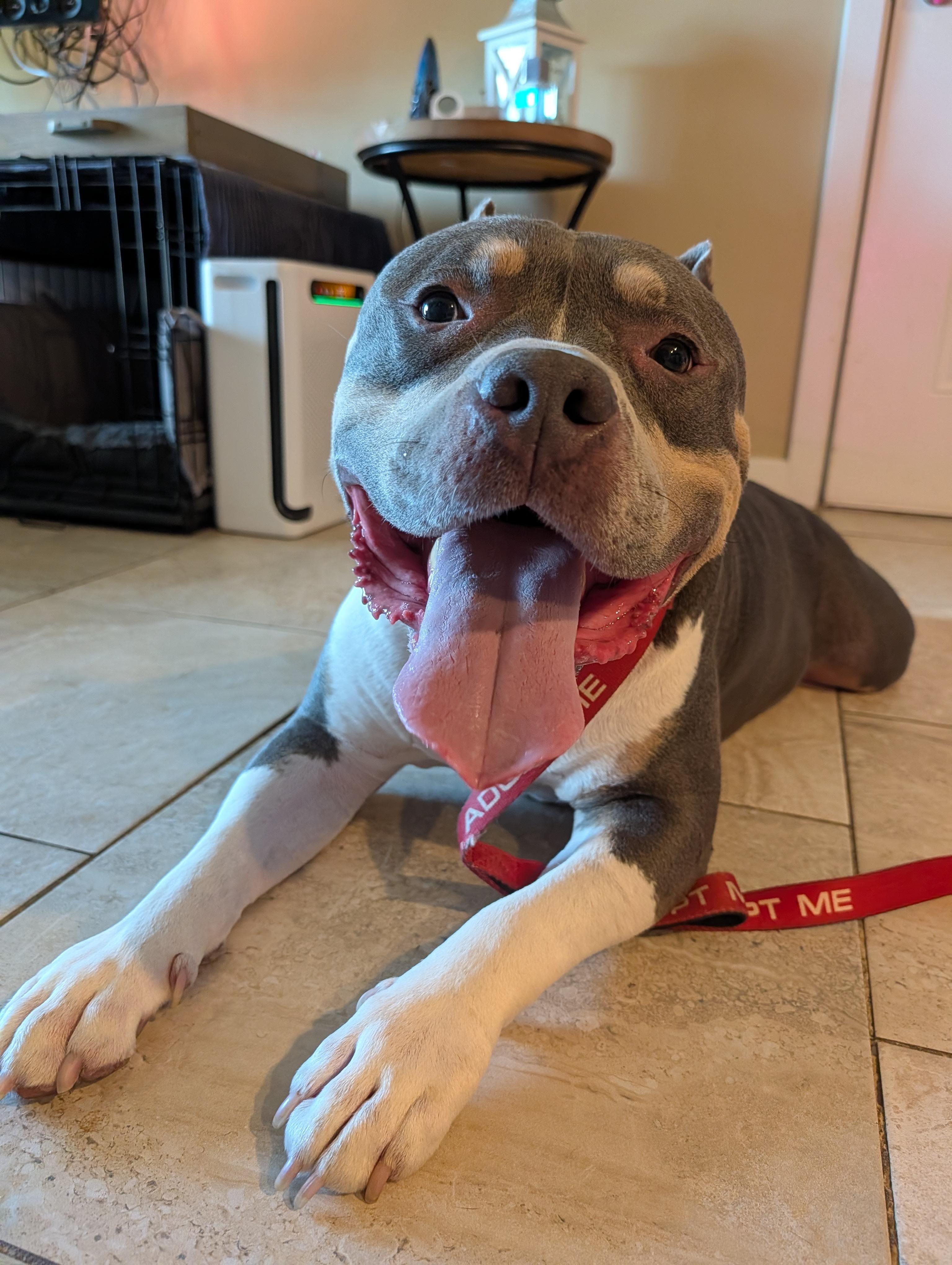 Wally, Adoptable, Adult Male Pit Bull Terrier.