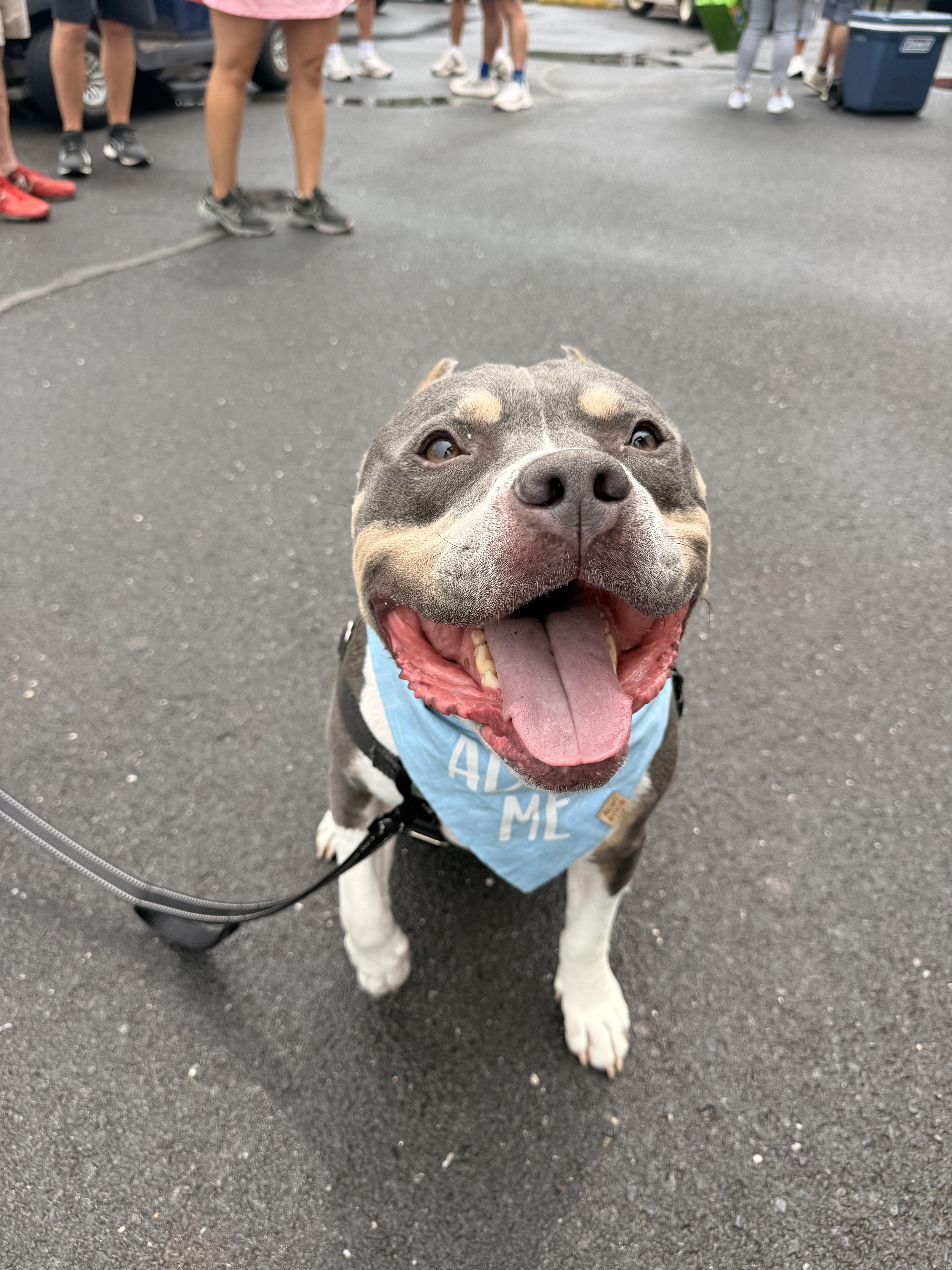 Enlarge Wally, a Adoptable mixed breed in Dillsburg, PA image 2/6