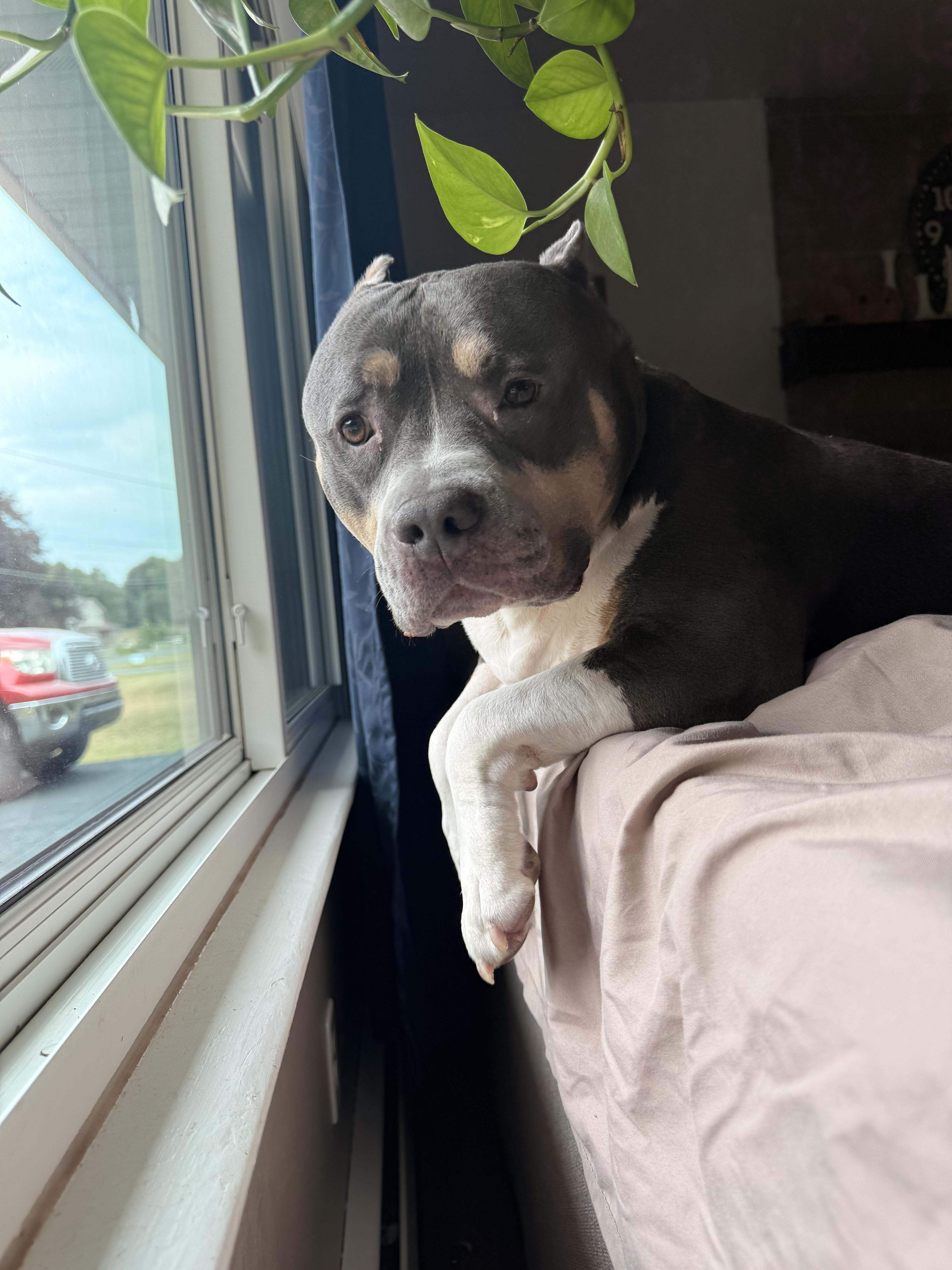 Enlarge Wally, a Adoptable mixed breed in Dillsburg, PA image 3/6