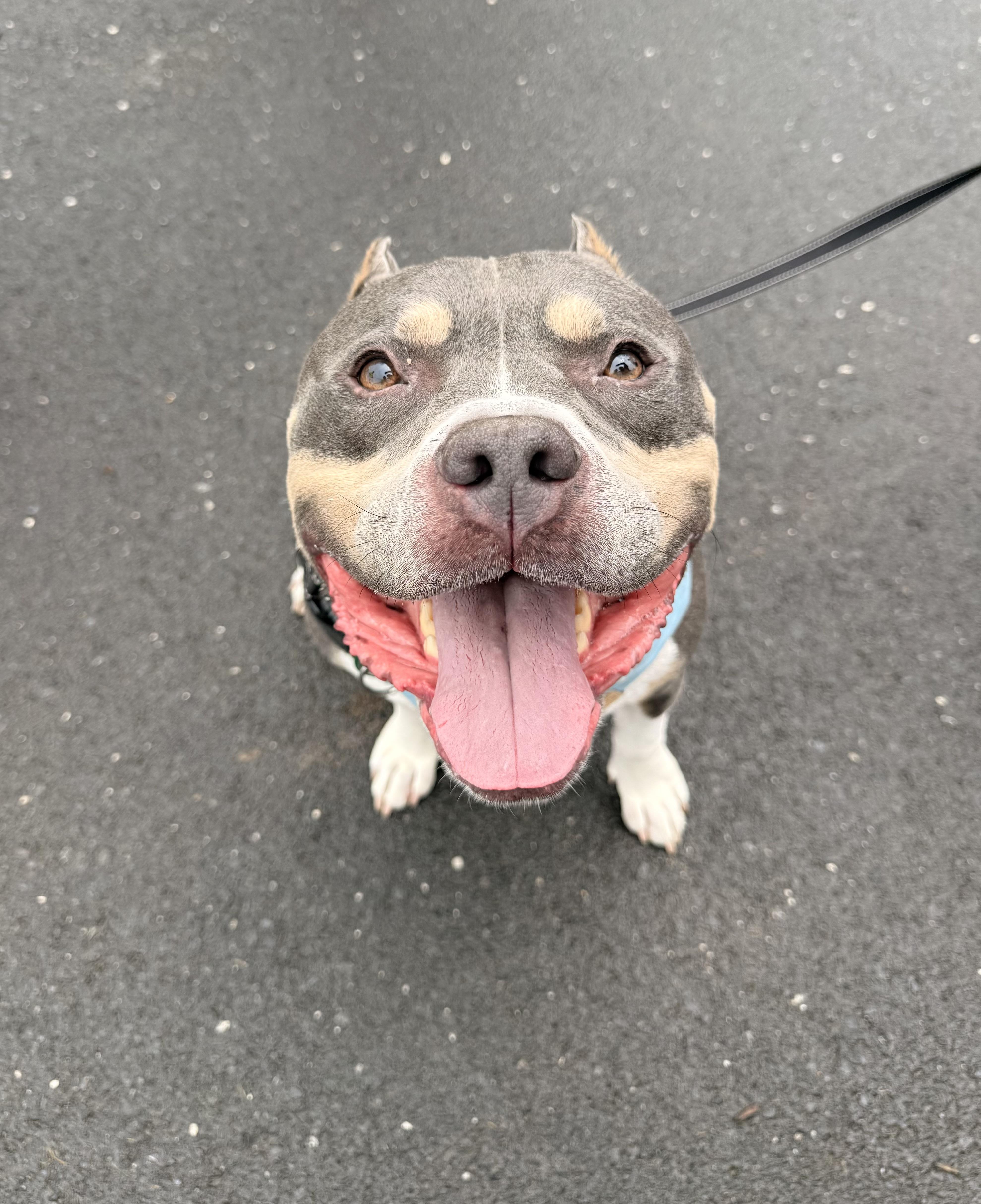 Enlarge Wally, a Adoptable mixed breed in Dillsburg, PA image 6/6