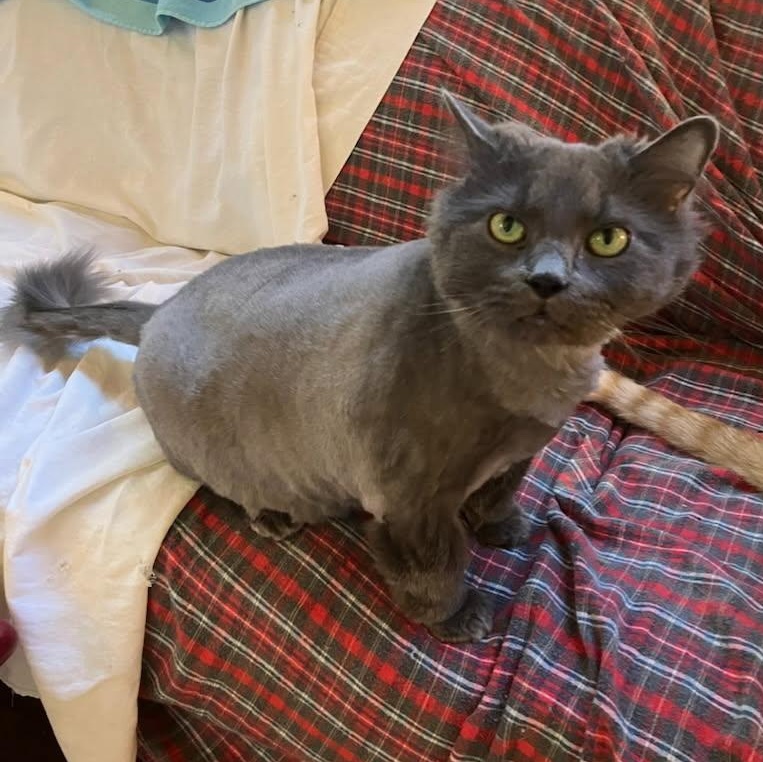 Boots, Adoptable, Adult Male Domestic Long Hair.