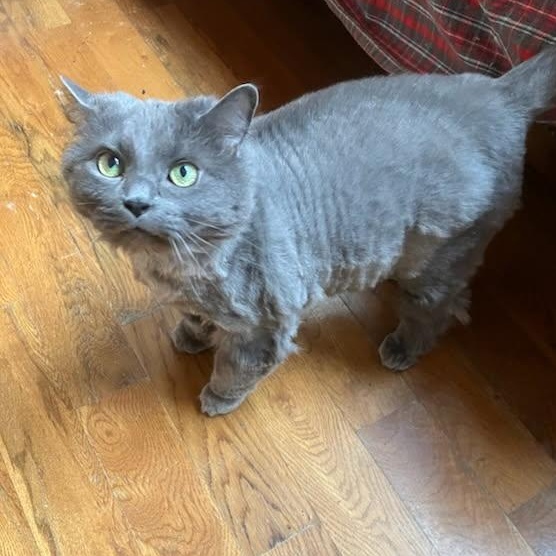 Enlarge Boots, a Adoptable Domestic Long Hair in Hickory, NC image 2/4