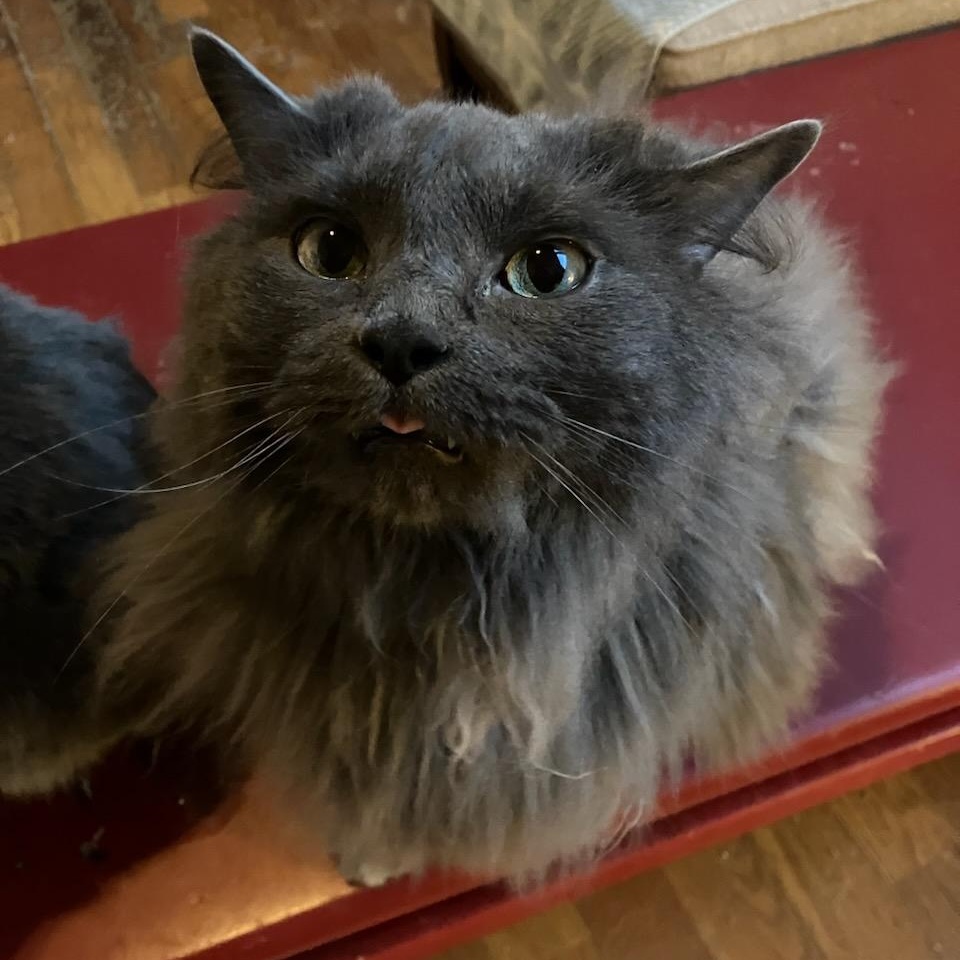 Enlarge Boots, a Adoptable Domestic Long Hair in Hickory, NC image 3/4