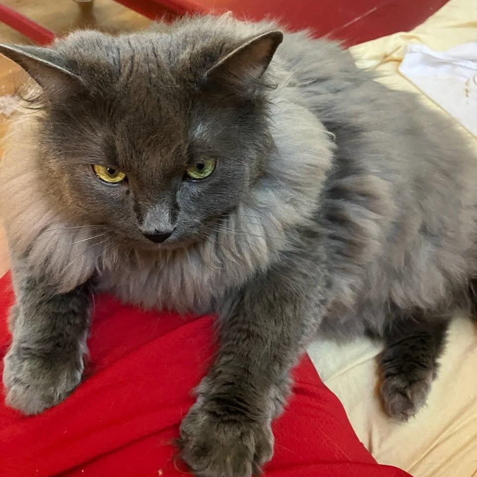 Boots, Adoptable, Adult Male Domestic Long Hair.