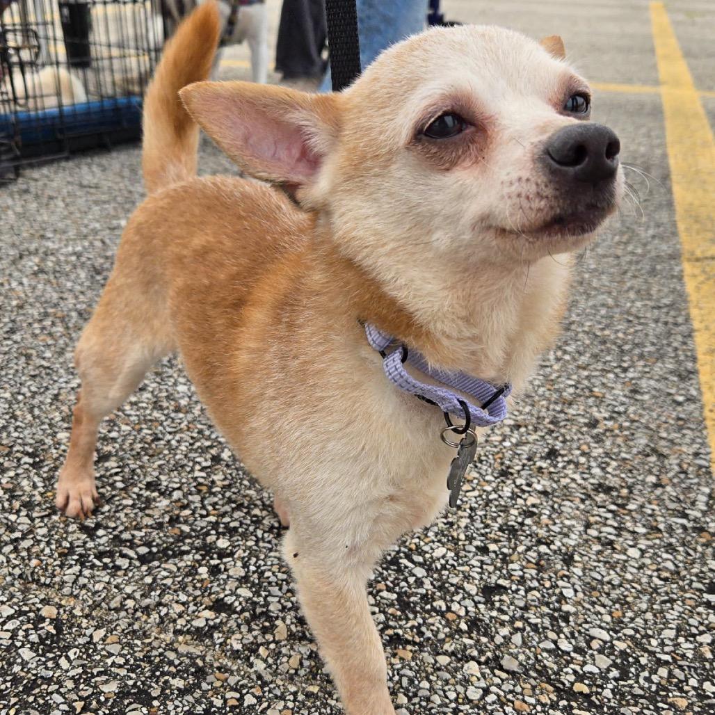 Enlarge Gouda, a Adoptable Chihuahua in Hudson, IL image 1/3