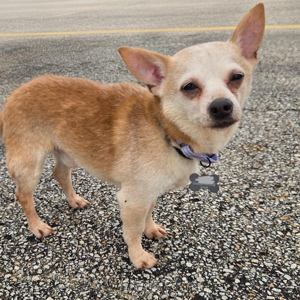 Enlarge Gouda, a Adoptable Chihuahua in Hudson, IL image 2/3