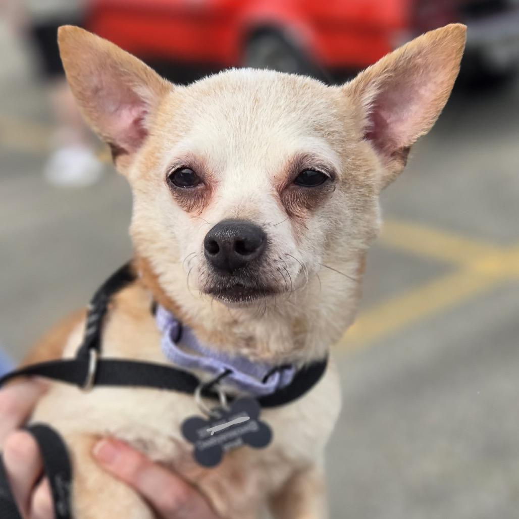Enlarge Gouda, a Adoptable Chihuahua in Hudson, IL image 3/3