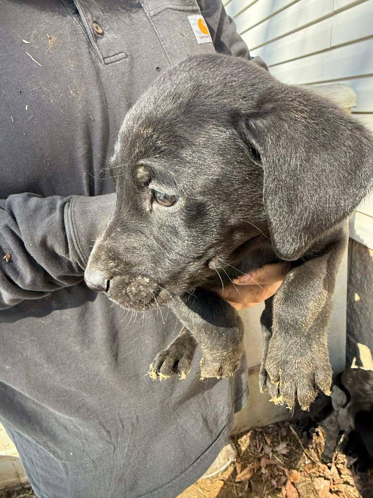 Reddy, ADOPTABLE, Puppy Male Labrador Retriever & Australian Shepherd.