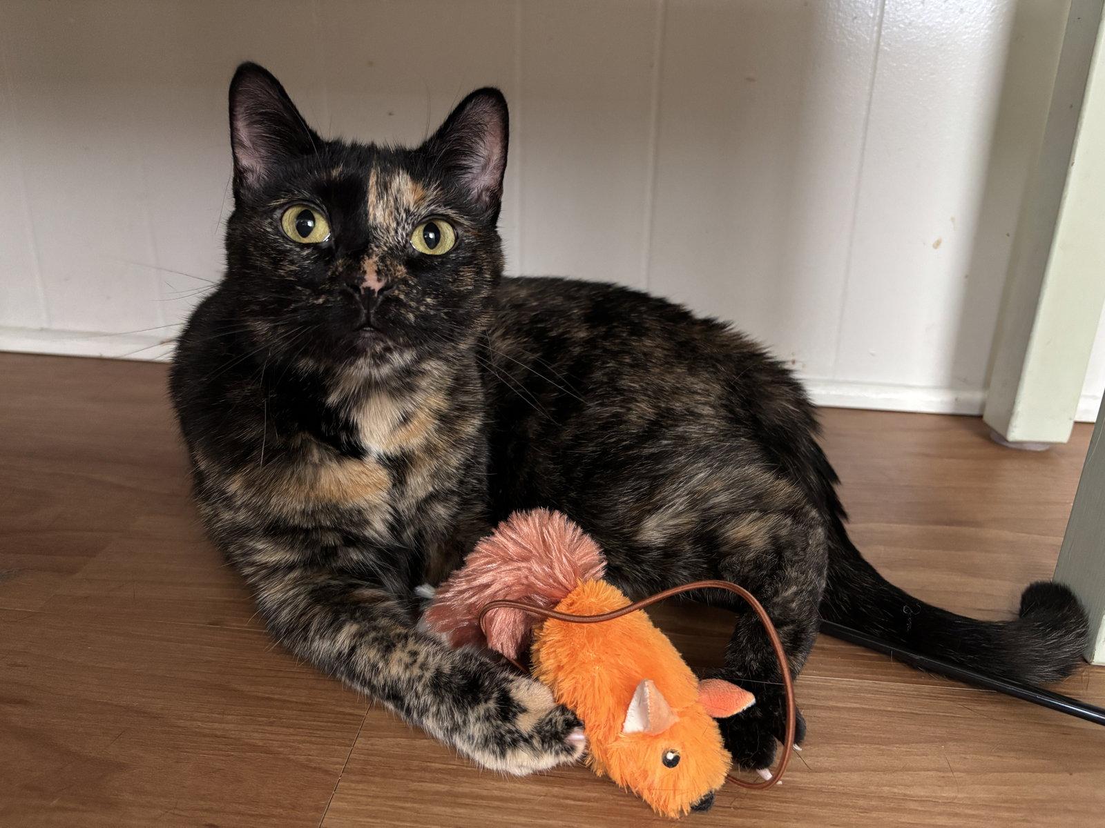 Tiana, Adopted, Young Female Domestic Short Hair.